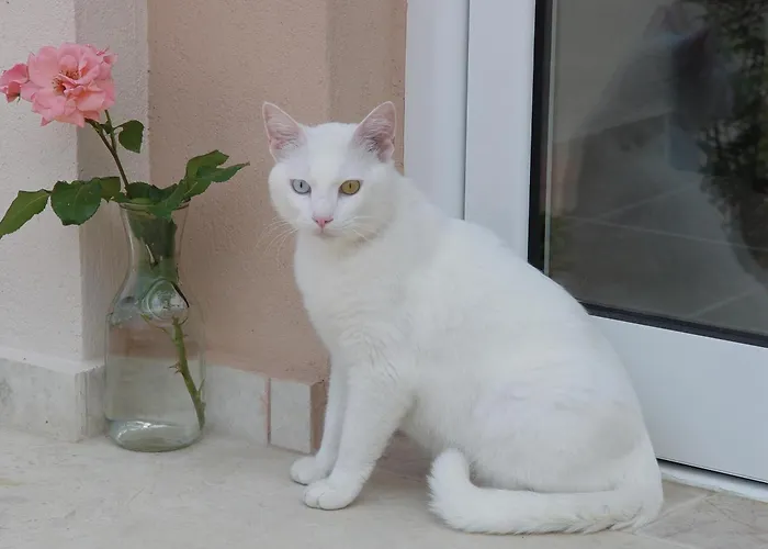 Phyllis Maisonettes Kallithea (Chalkidiki)