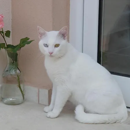 Phyllis Maisonettes Kallithea (Chalkidiki)